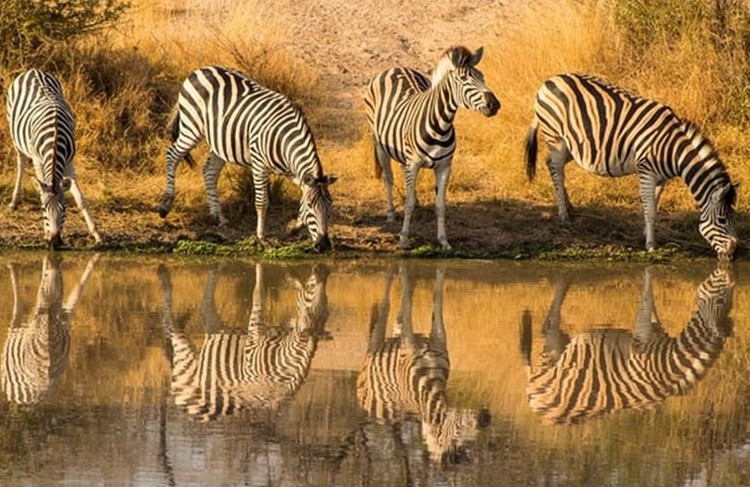 photo of Safari - Selous Game Reserve